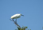 Snowy Egret (29)
