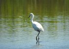 Snowy Egret (30)
