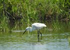 Snowy Egret (31)