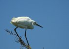 Snowy Egret (32)