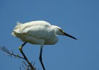 Snowy Egret (33)
