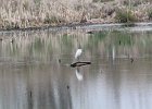 Snowy Egret (5)