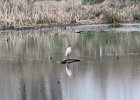 Snowy Egret (6)
