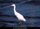 017 - 185 Little Blue Heron