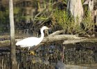 Little Blue Heron (1)