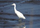 Little Blue Heron (3)