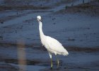 Little Blue Heron (7)
