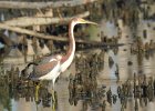 Tricolored Heron (1)