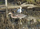 Tricolored Heron (11)