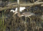 Tricolored Heron (12)