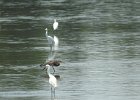 Tricolored Heron (16)