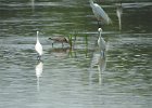 Tricolored Heron (18)