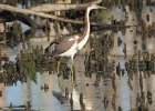 Tricolored Heron (2)