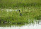 Tricolored Heron (24)