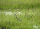 Tricolored Heron (25)