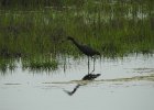 Tricolored Heron (26)