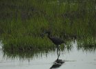 Tricolored Heron (28)