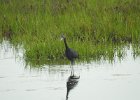 Tricolored Heron (29)