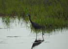 Tricolored Heron (30)