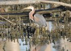 Tricolored Heron (7)