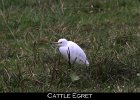 017 - 188 Cattle Egret