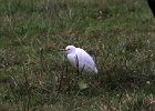 101Cattle Egret