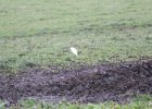 Cattle Egret (14)