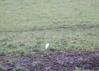 Cattle Egret (15)