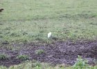 Cattle Egret (16)