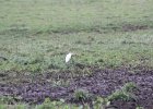 Cattle Egret (17)