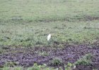 Cattle Egret (18)