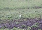 Cattle Egret (19)