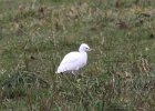Cattle Egret (2)