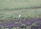 Cattle Egret (20)