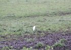 Cattle Egret (21)