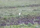 Cattle Egret (22)