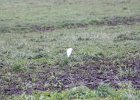 Cattle Egret (23)