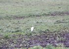 Cattle Egret (25)