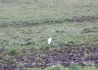 Cattle Egret (26)