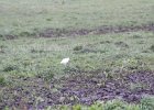 Cattle Egret (27)