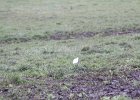 Cattle Egret (28)