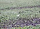 Cattle Egret (29)