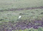 Cattle Egret (30)