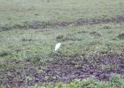 Cattle Egret (32)