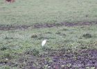 Cattle Egret (33)