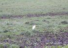 Cattle Egret (34)