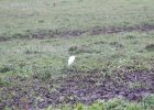 Cattle Egret (35)