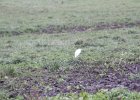 Cattle Egret (36)