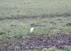 Cattle Egret (37)