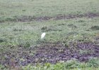 Cattle Egret (38)